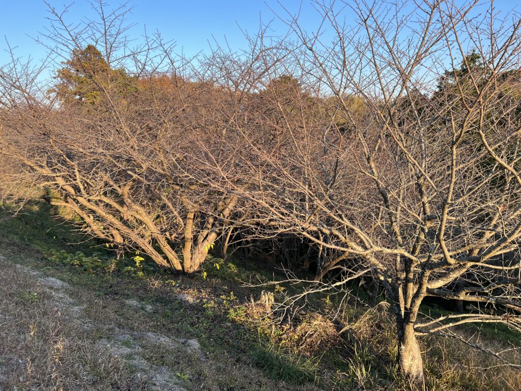 河津桜