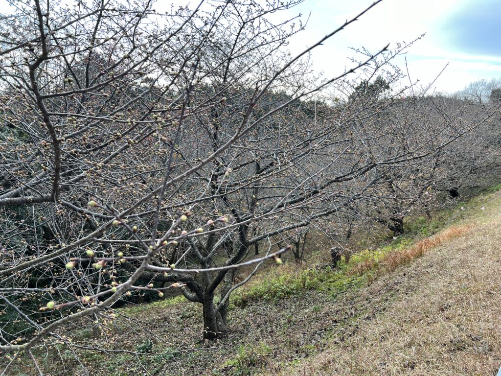 河津桜