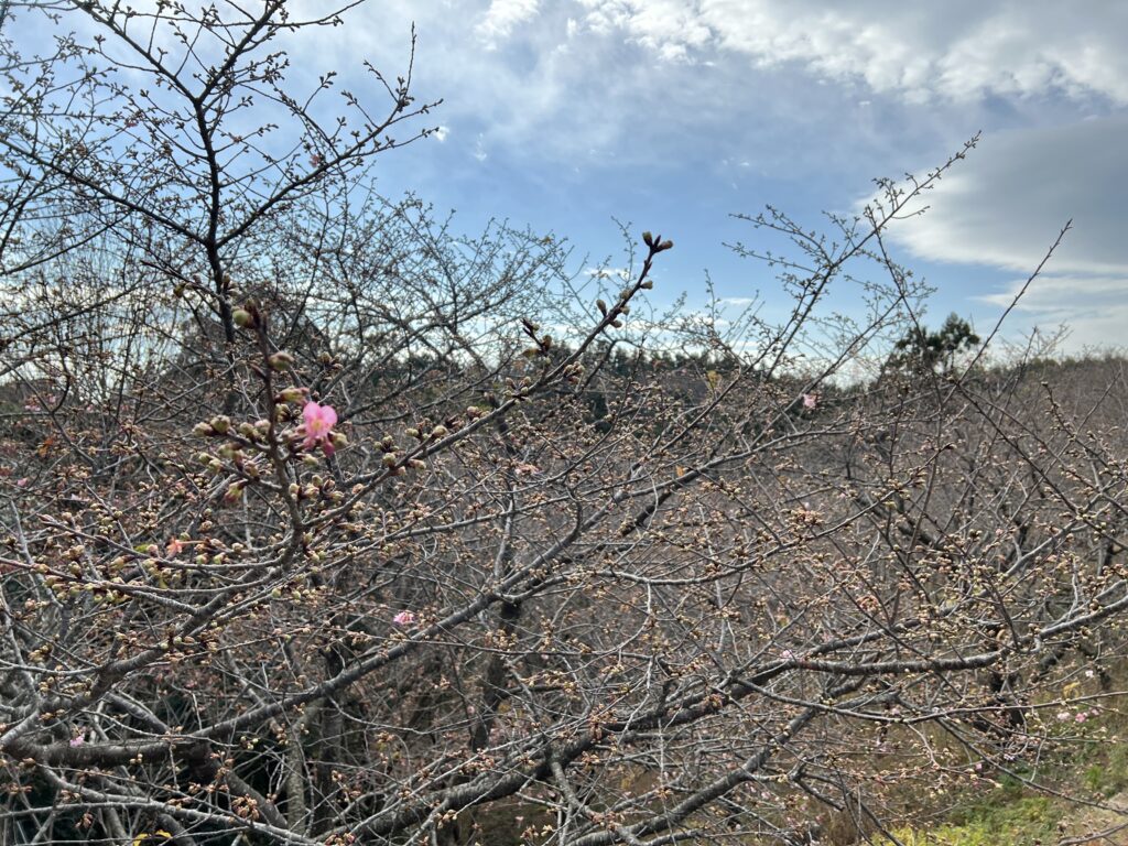 河津桜