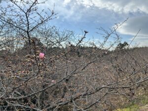 河津桜