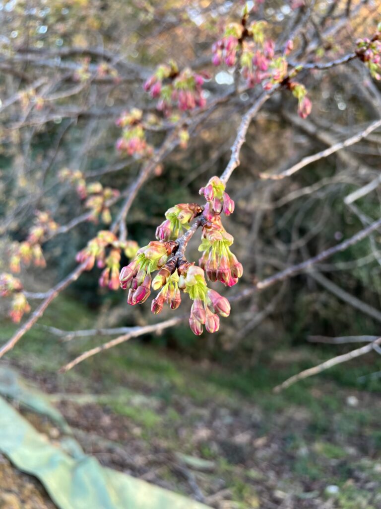 河津桜　蕾