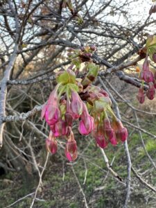 河津桜　蕾