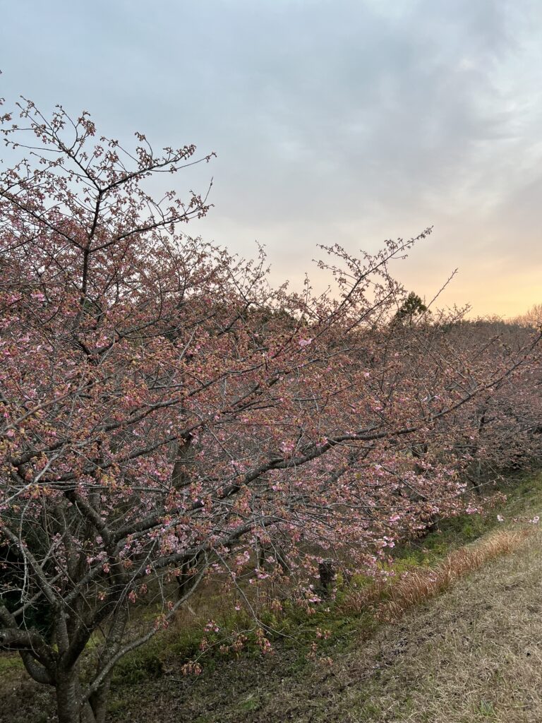 河津桜