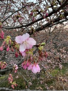 河津桜