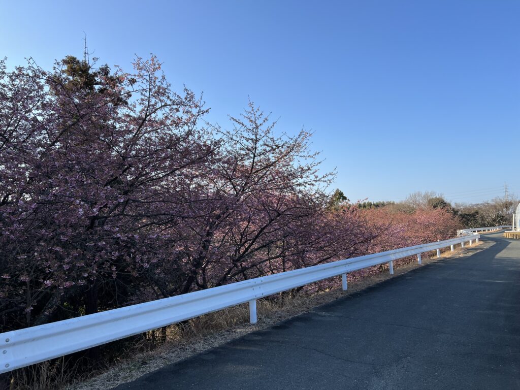 河津桜