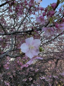 河津桜