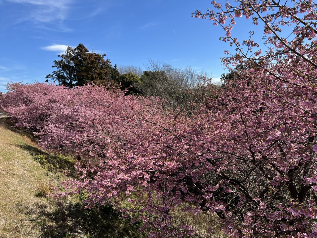 河津桜