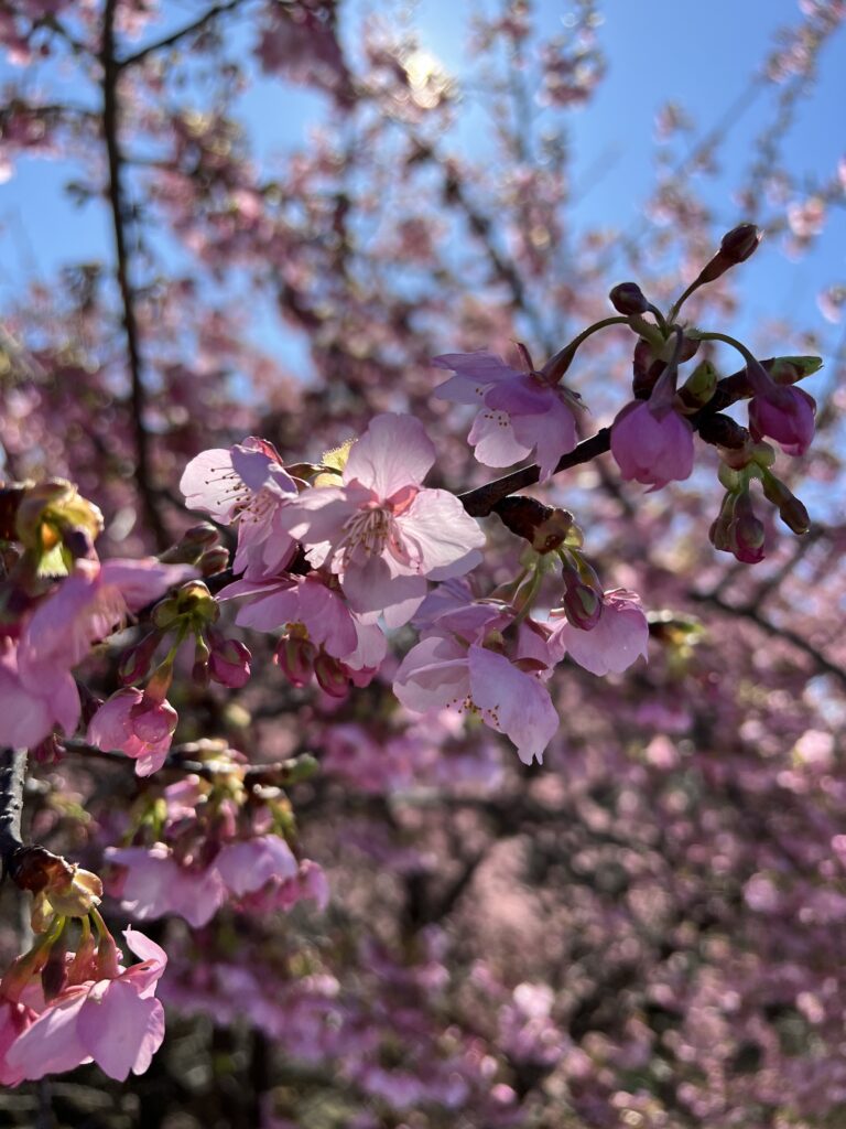 河津桜